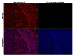 Invitrogen CD79a Recombinant Rabbit Monoclonal Antibody (3G10U6) 100 &mu;L;