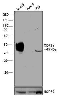 Invitrogen CD79a Recombinant Rabbit Monoclonal Antibody (3G10U6) 100 &mu;L;
