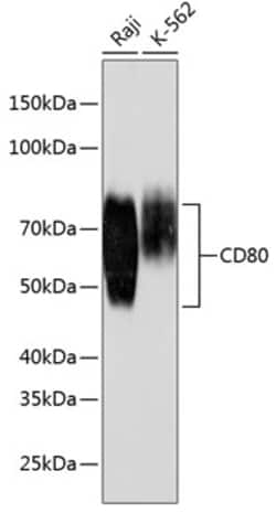 Invitrogen CD80 Recombinant Rabbit Monoclonal Antibody (4D8A3) 100 &mu;L;