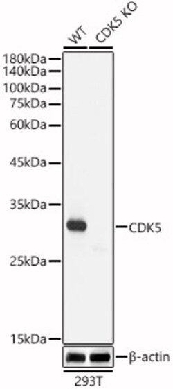Invitrogen CDK5 Recombinant Rabbit Monoclonal Antibody (7C8T10) 100 &mu;L;