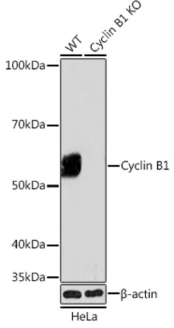 Invitrogen Cyclin B1 Recombinant Rabbit Monoclonal Antibody (1Q3E9) 100 &mu;L | Buy Online | Invitrogen&trade; | Fisher Scientific