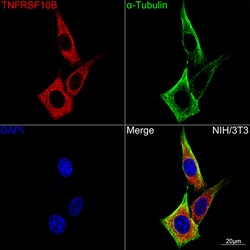 Invitrogen TRAIL-R2 (DR5) Recombinant Rabbit Monoclonal Antibody (8M7W1)