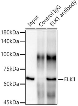 Invitrogen ELK1 Recombinant Rabbit Monoclonal Antibody (10U8X1) 100 &mu;L;