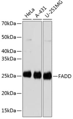 Invitrogen FADD Recombinant Rabbit Monoclonal Antibody (5L2O10) 100 &mu;L | Buy Online | Invitrogen&trade; | Fisher Scientific