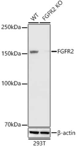 Invitrogen FGFR2 Recombinant Rabbit Monoclonal Antibody (0O6A9) 100 &mu;L;
