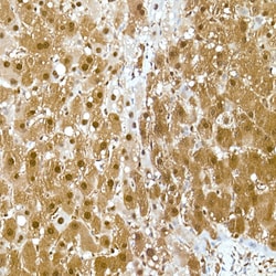 Invitrogen GAPDH Recombinant Rabbit Monoclonal Antibody (4A9L6) 100 &mu;L;