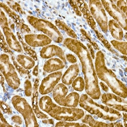 Invitrogen GAPDH Recombinant Rabbit Monoclonal Antibody (4A9L6) 100 &mu;L;