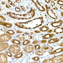 Invitrogen GAPDH Recombinant Rabbit Monoclonal Antibody (4A9L6) 100 &mu;L;
