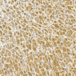 Invitrogen GAPDH Recombinant Rabbit Monoclonal Antibody (4A9L6) 100 &mu;L;