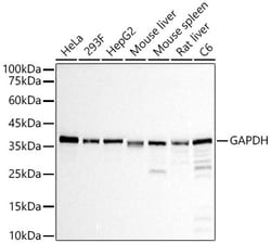 Invitrogen GAPDH Recombinant Rabbit Monoclonal Antibody (4A9L6) 100 &mu;L;