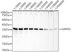 Invitrogen GAPDH Recombinant Rabbit Monoclonal Antibody (4A9L6) 100 &mu;L;