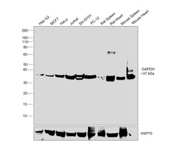 Invitrogen GAPDH Recombinant Rabbit Monoclonal Antibody (4A9L6) 100 &mu;L;