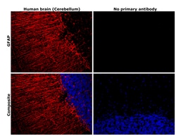 Invitrogen GFAP Recombinant Rabbit Monoclonal Antibody (8M2F9) 100 &mu;L | Buy Online | Invitrogen&trade; | Fisher Scientific