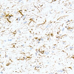 Invitrogen GFAP Recombinant Rabbit Monoclonal Antibody (8M2F9) 100 &mu;L | Buy Online | Invitrogen&trade; | Fisher Scientific