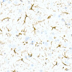 Invitrogen GFAP Recombinant Rabbit Monoclonal Antibody (8M2F9) 100 &mu;L | Buy Online | Invitrogen&trade; | Fisher Scientific