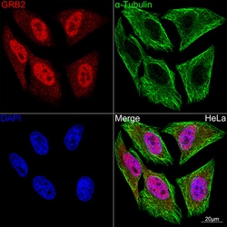 Invitrogen GRB2 Recombinant Rabbit Monoclonal Antibody (9K6H0) 100 &mu;L;