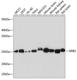 Invitrogen GRB2 Recombinant Rabbit Monoclonal Antibody (9K6H0) 100 &mu;L;