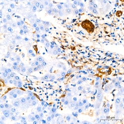 Invitrogen GSTP1 Recombinant Rabbit Monoclonal Antibody (6D8G7) 100 &mu;L;
