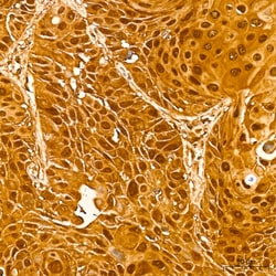 Invitrogen GSTP1 Recombinant Rabbit Monoclonal Antibody (6D8G7) 100 &mu;L;
