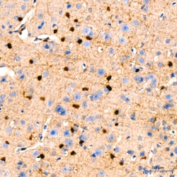 Invitrogen GSTP1 Recombinant Rabbit Monoclonal Antibody (6D8G7) 100 &mu;L;