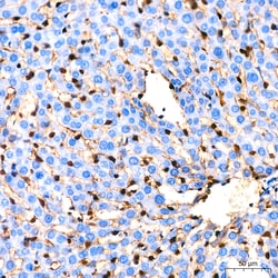 Invitrogen GSTP1 Recombinant Rabbit Monoclonal Antibody (6D8G7) 100 &mu;L;