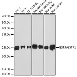Invitrogen GSTP1 Recombinant Rabbit Monoclonal Antibody (6D8G7) 100 &mu;L;