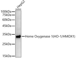 Invitrogen HMOX1 Recombinant Rabbit Monoclonal Antibody (7H7W10) 100 &mu;L | Buy Online | Invitrogen&trade; | Fisher Scientific