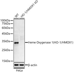 Invitrogen&trade;&nbsp;HMOX1 Recombinant Rabbit Monoclonal Antibody (7H7W10)