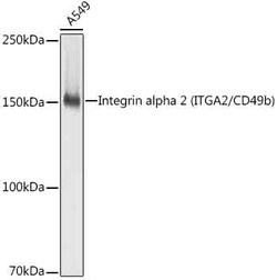 Invitrogen ITGA2 Recombinant Rabbit Monoclonal Antibody (7O9H6) 100 &mu;L;