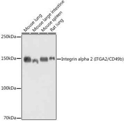 Invitrogen ITGA2 Recombinant Rabbit Monoclonal Antibody (7O9H6) 100 &mu;L;