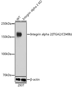 Invitrogen ITGA2 Recombinant Rabbit Monoclonal Antibody (7O9H6) 100 &mu;L;