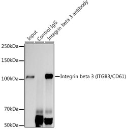 Invitrogen CD61 (Integrin beta 3) Recombinant Rabbit Monoclonal Antibody (7D5N1) 100 &mu;L | Buy Online | Invitrogen&trade; | Fisher Scientific