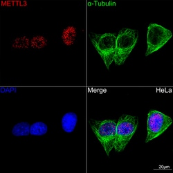 Invitrogen METTL3 Recombinant Rabbit Monoclonal Antibody (1R6X6) 100 &mu;L;