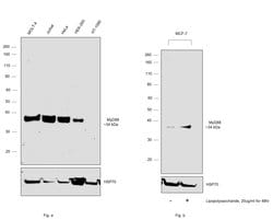 Invitrogen MyD88 Recombinant Rabbit Monoclonal Antibody (9R10V8) 100 &mu;L | Buy Online | Invitrogen&trade; | Fisher Scientific