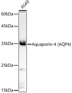 Invitrogen MyD88 Recombinant Rabbit Monoclonal Antibody (9R10V8) 100 &mu;L | Buy Online | Invitrogen&trade; | Fisher Scientific