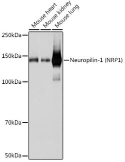 Invitrogen Neuropilin-1 Recombinant Rabbit Monoclonal Antibody (9W1C10)