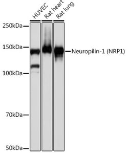 Invitrogen Neuropilin-1 Recombinant Rabbit Monoclonal Antibody (9W1C10)