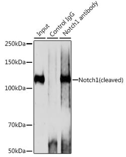 Invitrogen NOTCH1 Recombinant Rabbit Monoclonal Antibody (7L3V4) 100 &mu;L;