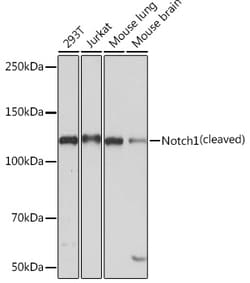 Invitrogen NOTCH1 Recombinant Rabbit Monoclonal Antibody (7L3V4) 100 &mu;L;