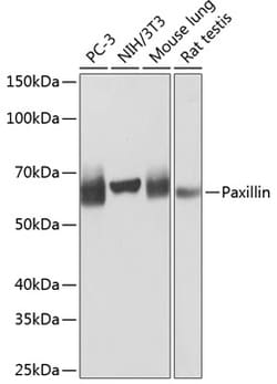 Invitrogen Paxillin Recombinant Rabbit Monoclonal Antibody (4A2O5) 100 &mu;L | Buy Online | Invitrogen&trade; | Fisher Scientific