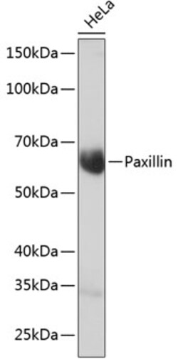 Invitrogen Paxillin Recombinant Rabbit Monoclonal Antibody (4A2O5) 100 &mu;L | Buy Online | Invitrogen&trade; | Fisher Scientific
