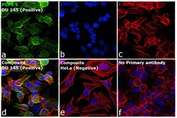 Invitrogen PGP9.5 Recombinant Rabbit Monoclonal Antibody (4F10B1) 100 &mu;L;