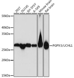 Invitrogen PGP9.5 Recombinant Rabbit Monoclonal Antibody (4F10B1) 100 &mu;L;