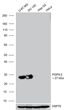Invitrogen PGP9.5 Recombinant Rabbit Monoclonal Antibody (4F10B1) 100 &mu;L;