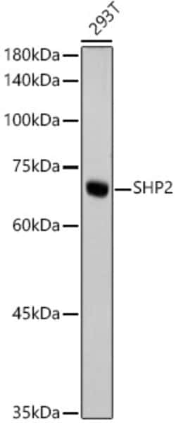 Invitrogen SHP2 Recombinant Rabbit Monoclonal Antibody (3Q4U2) 100 &mu;L;