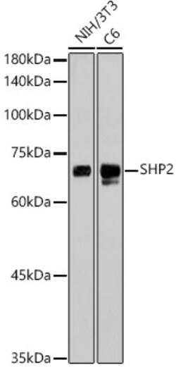 Invitrogen SHP2 Recombinant Rabbit Monoclonal Antibody (3Q4U2) 100 &mu;L;