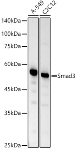 Invitrogen SMAD3 Recombinant Rabbit Monoclonal Antibody (1T1Q9) 100 &mu;L | Buy Online | Invitrogen&trade; | Fisher Scientific