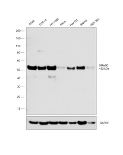 Invitrogen SMAD3 Recombinant Rabbit Monoclonal Antibody (1T1Q9) 100 &mu;L | Buy Online | Invitrogen&trade; | Fisher Scientific