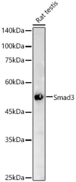 Invitrogen SMAD3 Recombinant Rabbit Monoclonal Antibody (1T1Q9) 100 &mu;L | Buy Online | Invitrogen&trade; | Fisher Scientific