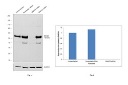 Invitrogen SMAD3 Recombinant Rabbit Monoclonal Antibody (1T1Q9) 100 &mu;L | Buy Online | Invitrogen&trade; | Fisher Scientific